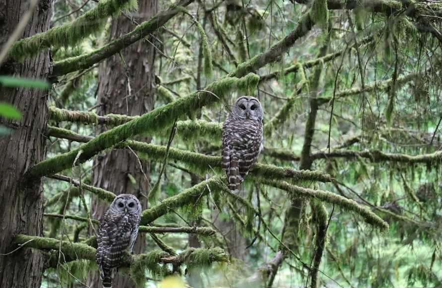 Explore Portland Oregon Nature Trails and Hiking
