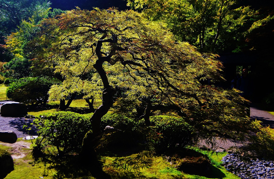 Japanese Garden Portland Oregon Places to Go and Things to Do