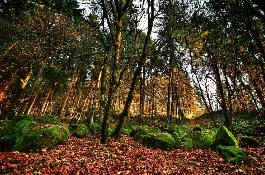 Places to Go in Portland Oregon - Hiking in the Forest